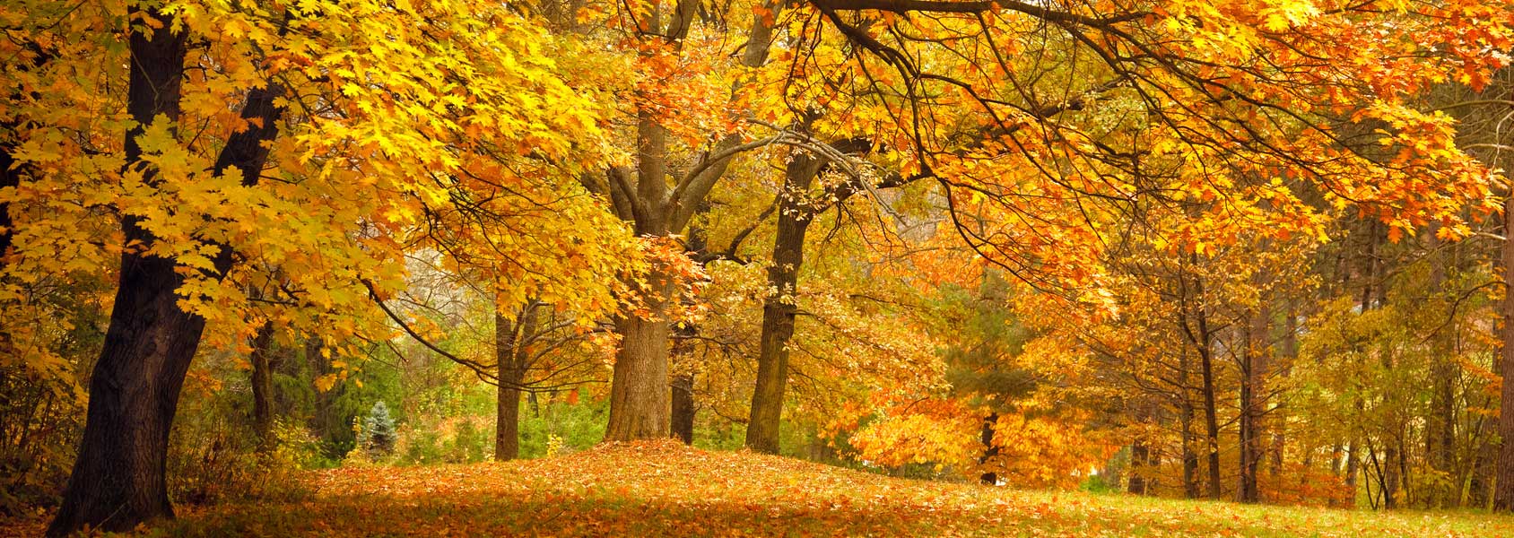 fall scene with trees