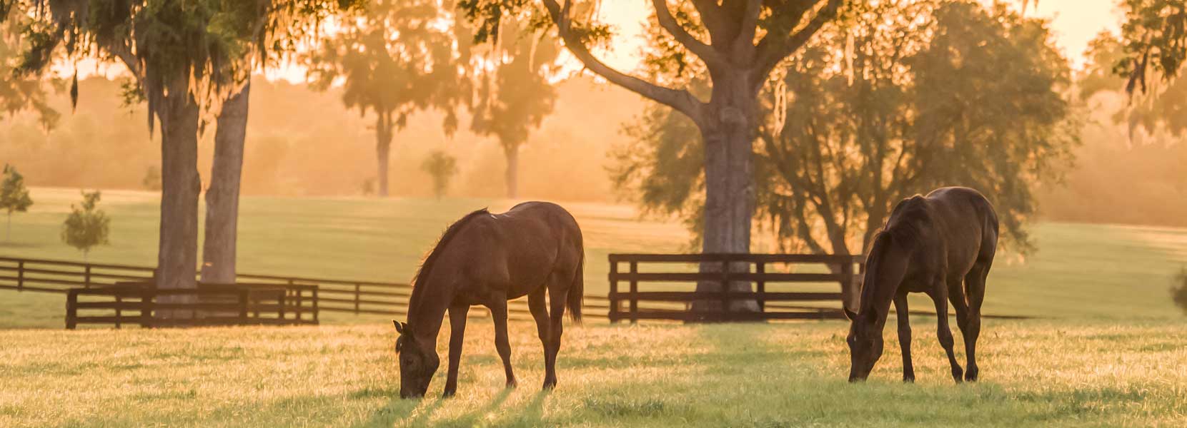 horses eating grass in field with trees